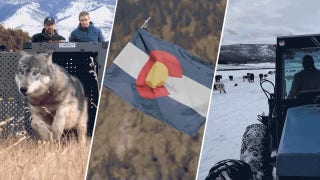 Battle over wolves pits Colorado ranchers against urban majority - Fox News