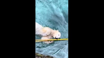 Twin polar bears play with bamboo stick at local zoo: See the cute moments
