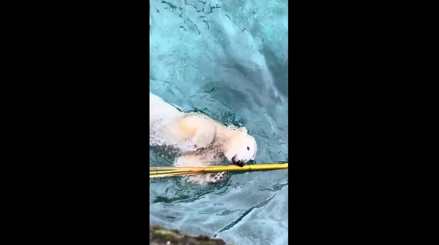 Twin polar bears play with bamboo stick at local zoo: See the cute moments