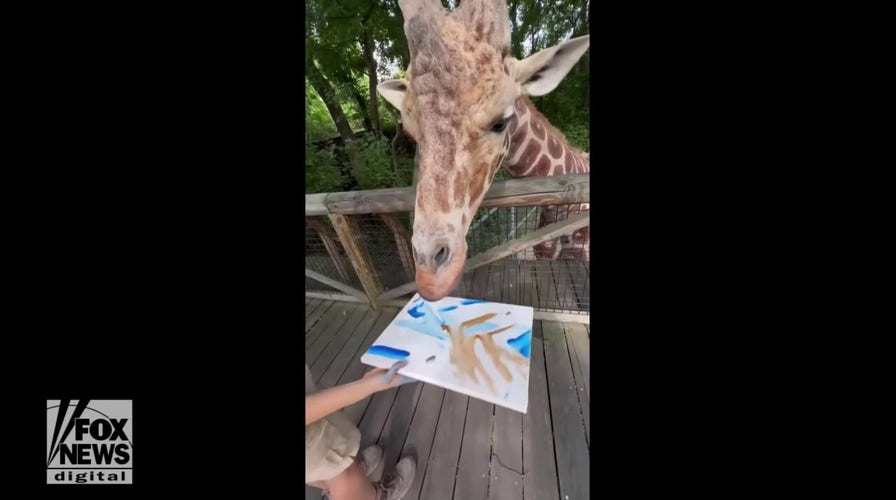 Giraffe paints artwork in honor of NBA draft