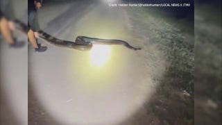 Florida men capture 2nd-largest invasive python seen in state to date - Fox News