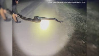 Florida men capture 2nd-largest invasive python seen in state to date