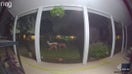 Rare albino deer seen enjoying midnight snack on doorbell cam in Midwest suburb