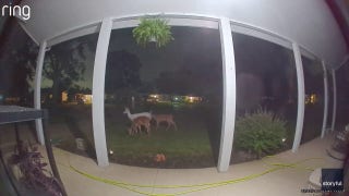 Rare albino deer seen enjoying midnight snack on doorbell cam in Midwest suburb