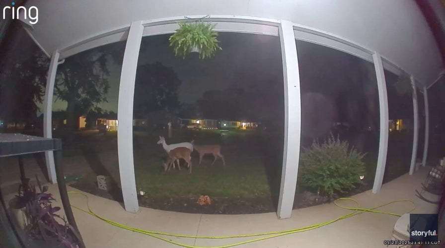 Rare albino deer seen enjoying midnight snack on doorbell cam in Midwest suburb