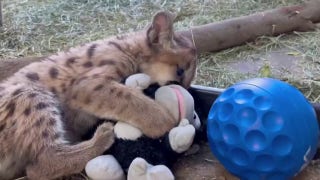 Rescued mountain lion battles it out with his favorite stuffed animal - Fox News