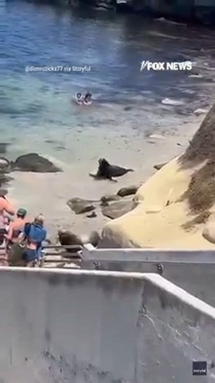 Sea lions HILARIOUSLY chase beachgoers off the shore