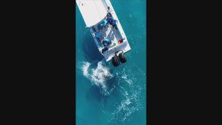 Bull shark repeatedly and violently attacks Florida fisherman's boat - Fox News