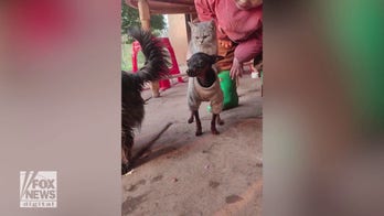 Cat rides on dog's back in hilarious video