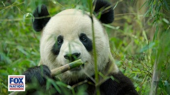 Fox Nation’s ‘A Year on Planet Earth’: Sichuan Province in June