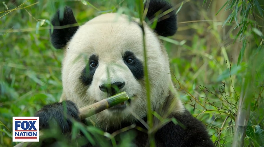 Fox Nation’s ‘A Year on Planet Earth’: Sichuan Province in June