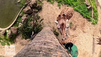 Zoo installs giraffe feeder for animals to eat at their ‘natural heights’