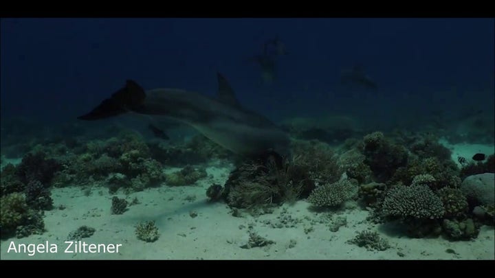 Dolphins rubbing Gorgonian coral