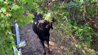 WATCH: Wild moose spotted near home - Fox News