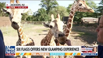 Feed the giraffes at New Jersey’s Six Flags