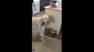 Goldendoodle dog eats only after owner fakes a salad dressing add - Fox News