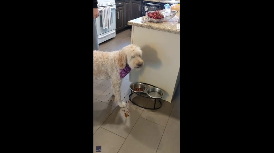 Goldendoodle dog eats only after owner fakes a salad dressing add