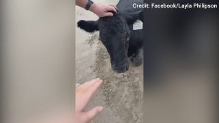 Cow washes up on beach amid devastating flooding