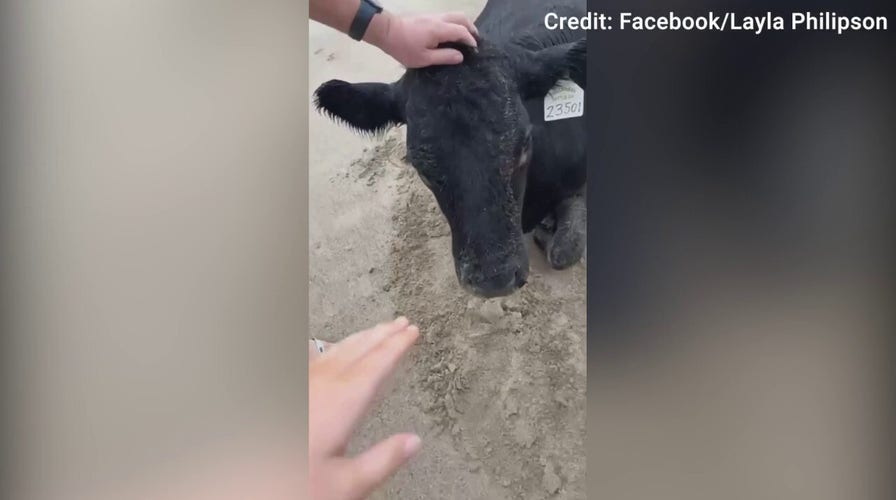 Cow washes up on beach amid devastating flooding