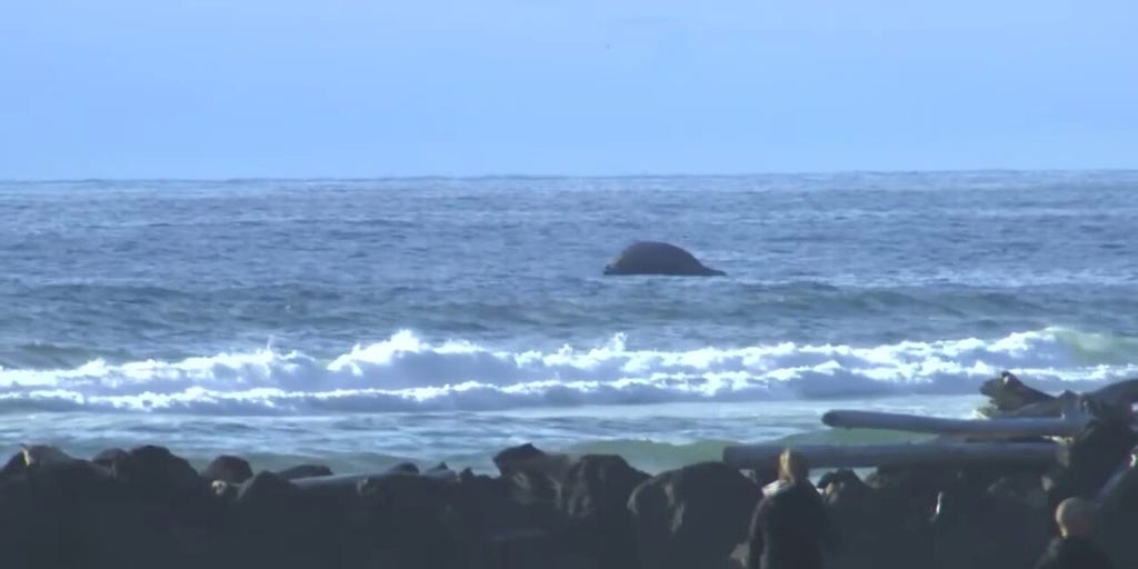 Dead humpback whale found beached on Oregon Coast