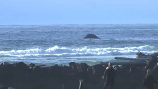 Dead humpback whale found beached on Oregon Coast - Fox News