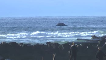 Dead humpback whale found beached on Oregon Coast