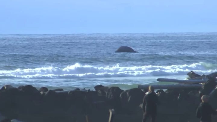 Dead humpback whale found beached on Oregon Coast