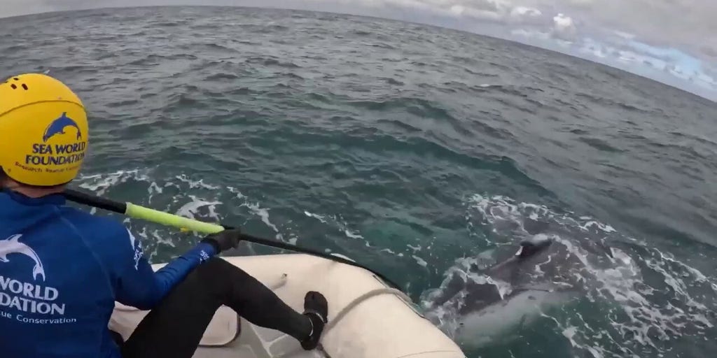 Whale freed from net in epic 4-hour rescue off Australia’s Gold Coast