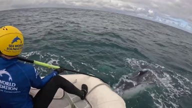 Whale freed from net in epic 4-hour rescue off Australia’s Gold Coast