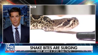Snake bites surging across America