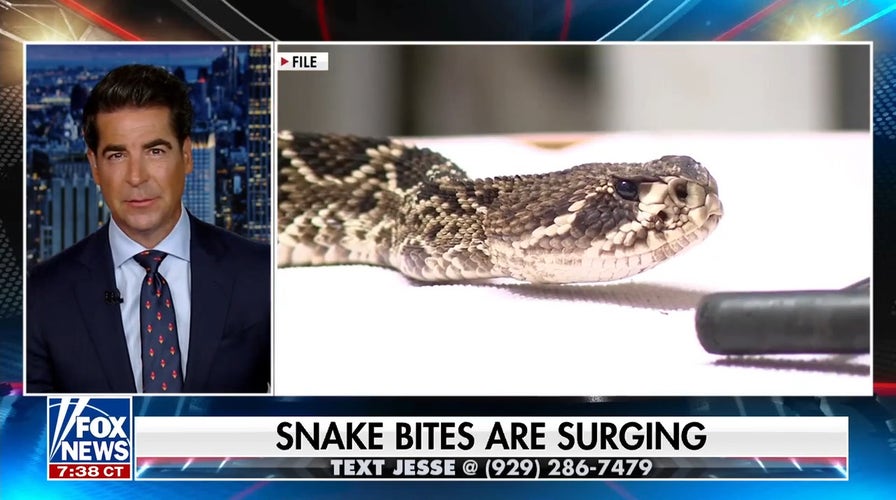 Snake bites surging across America