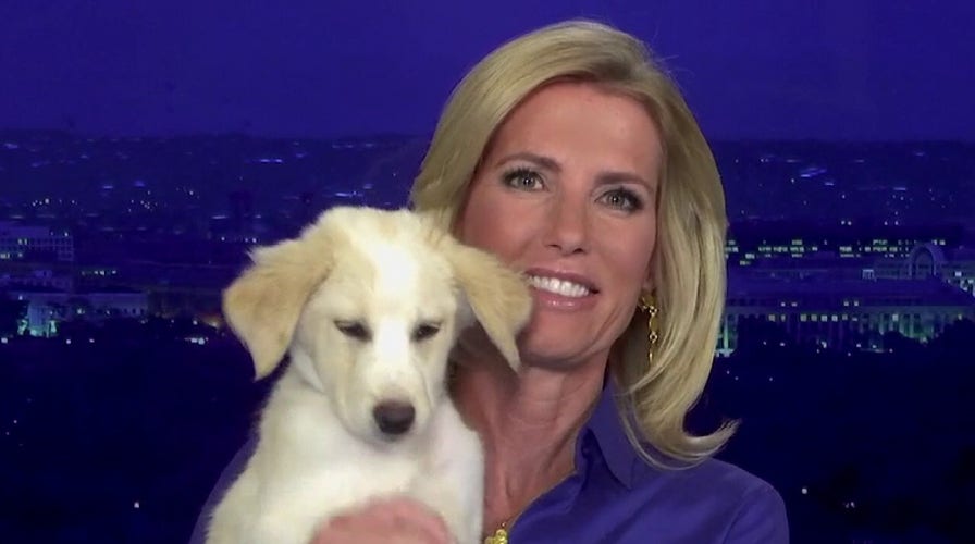 'The Ingraham Angle' welcomes a new family member