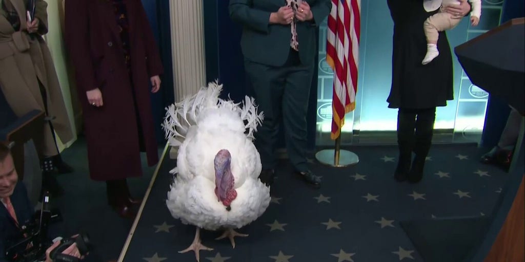 'Waddle' the turkey takes questions from White House press ahead of pardon