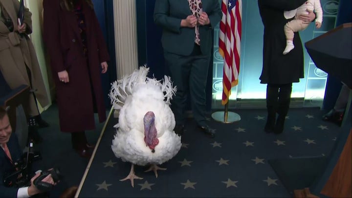 'Waddle' the turkey takes questions from White House press ahead of pardon