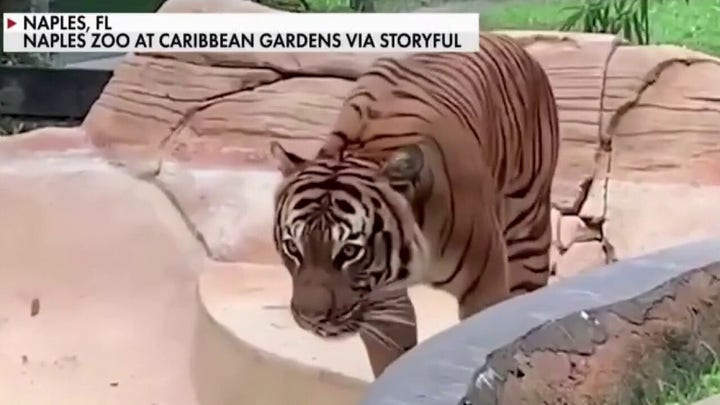 'Eko the Tiger' shot dead after man tried to pet him