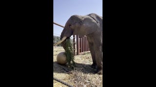African elephant enjoys one snack after the other at Oakland Zoo - Fox News