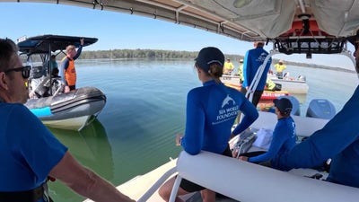 Rescuers free stranded humpback after it becomes stuck in shallow waters