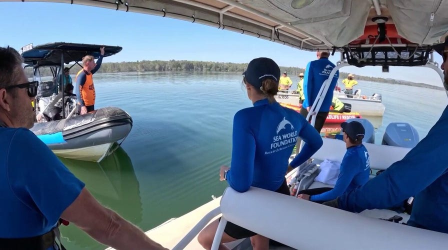 Rescuers free stranded humpback after it becomes stuck in shallow waters