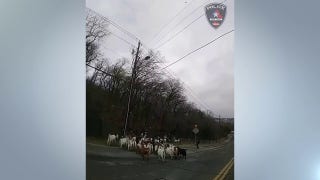 Herd of goats roam streets in Texas neighborhood - Fox News