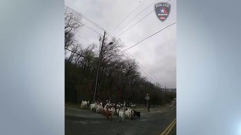 Herd of goats roam streets in Texas neighborhood