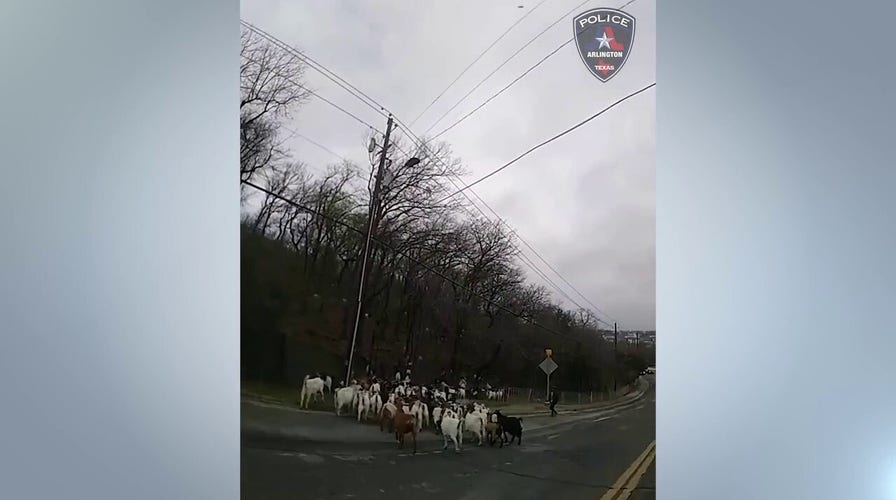 Herd of goats roam streets in Texas neighborhood