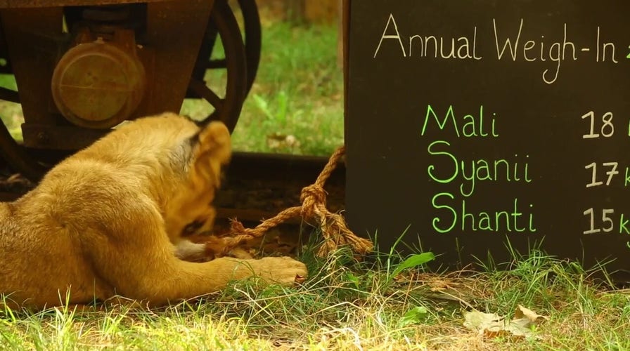 Zoo welcomes almost 400 species to annual weigh-in