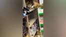 Possum hides among stuffed animals at Australian airport