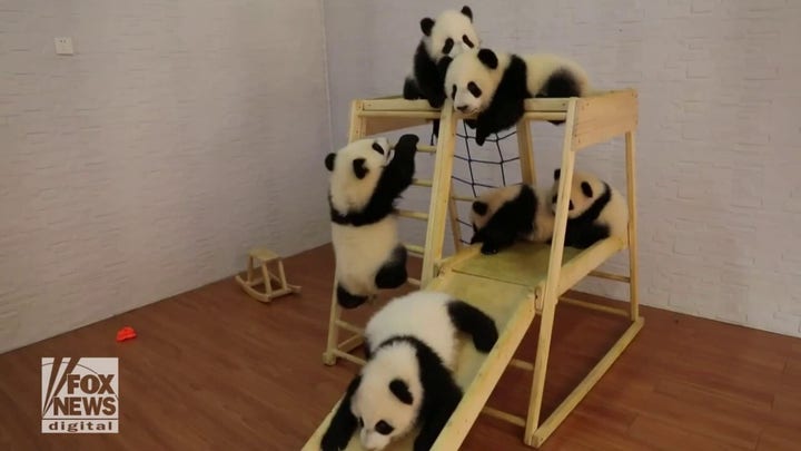 Pandas play on gym set: Watch the adorable video