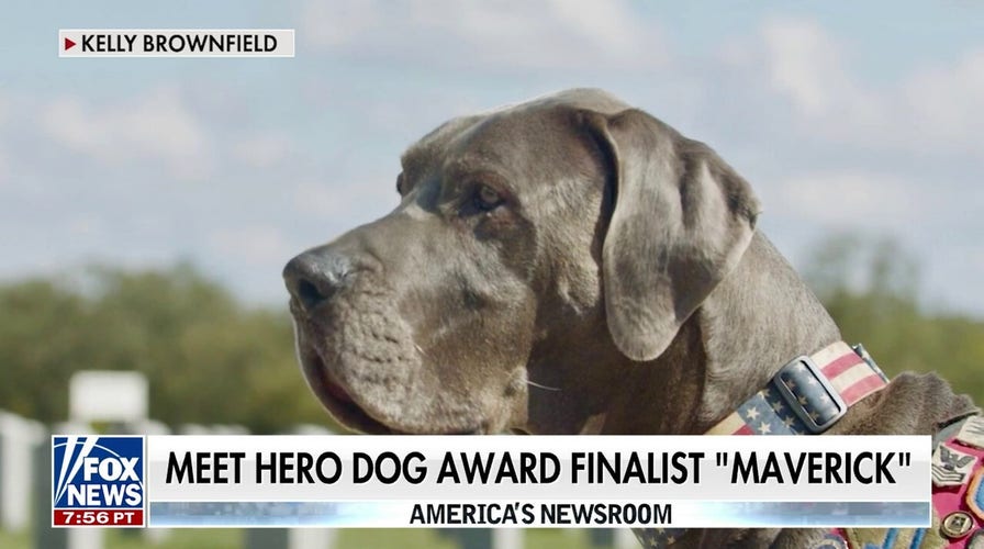 Meet hero dog award finalist 'Maverick'