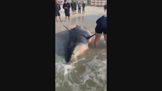 Pregnant great white shark washes up on Florida beach - Fox News