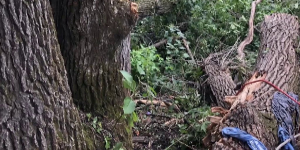 59 Year Old Man Survives For 4 Days Trapped Under A Fallen Tree Fox