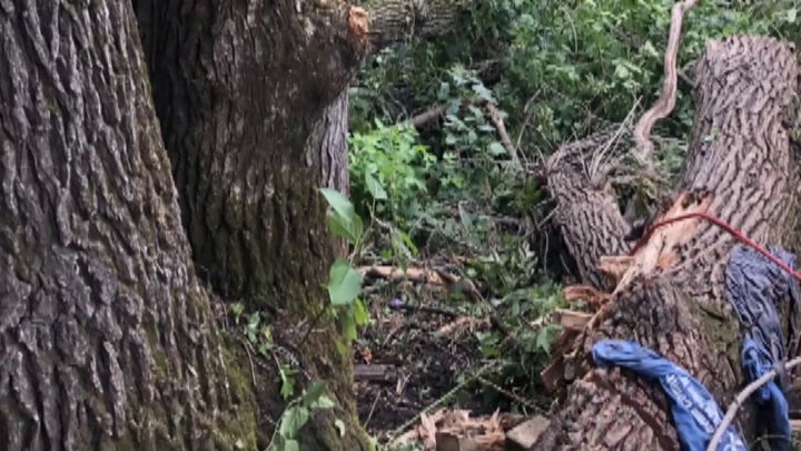 59-year-old man survives for 4 days trapped under a fallen tree