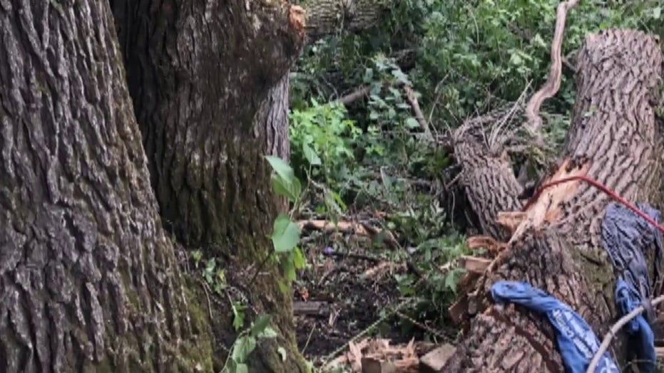 Minnesota Man Pinned Under Fallen Tree For 4 Days And Survives Sheriff