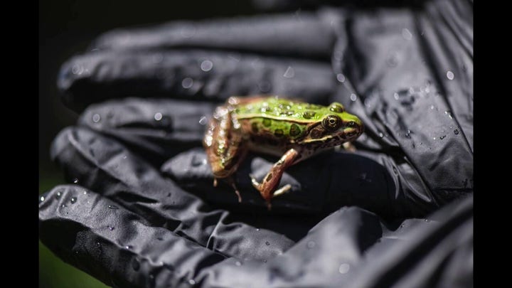 Nearly 400 endangered leopard frogs released into the wild in Washington